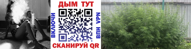Каннабис SATIVA & INDICA Грязовец